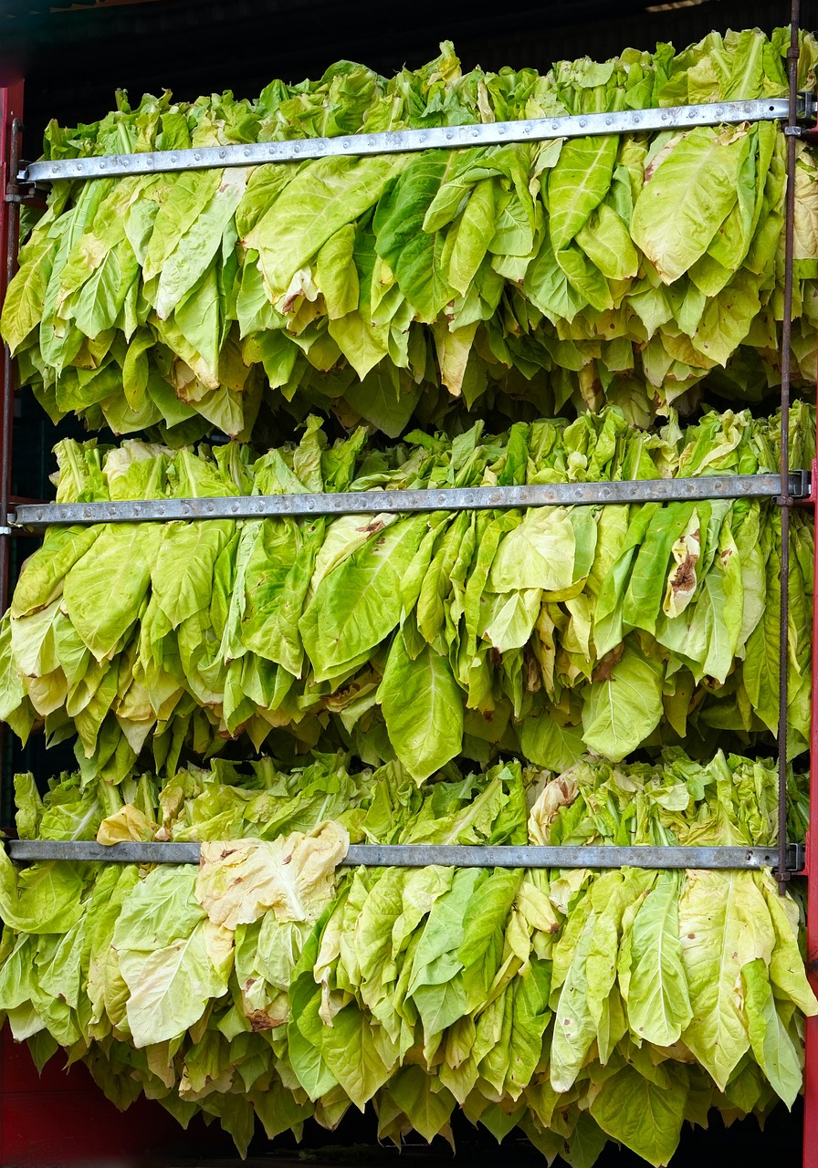 tobacco, harvest, nature, leaves, palatinate