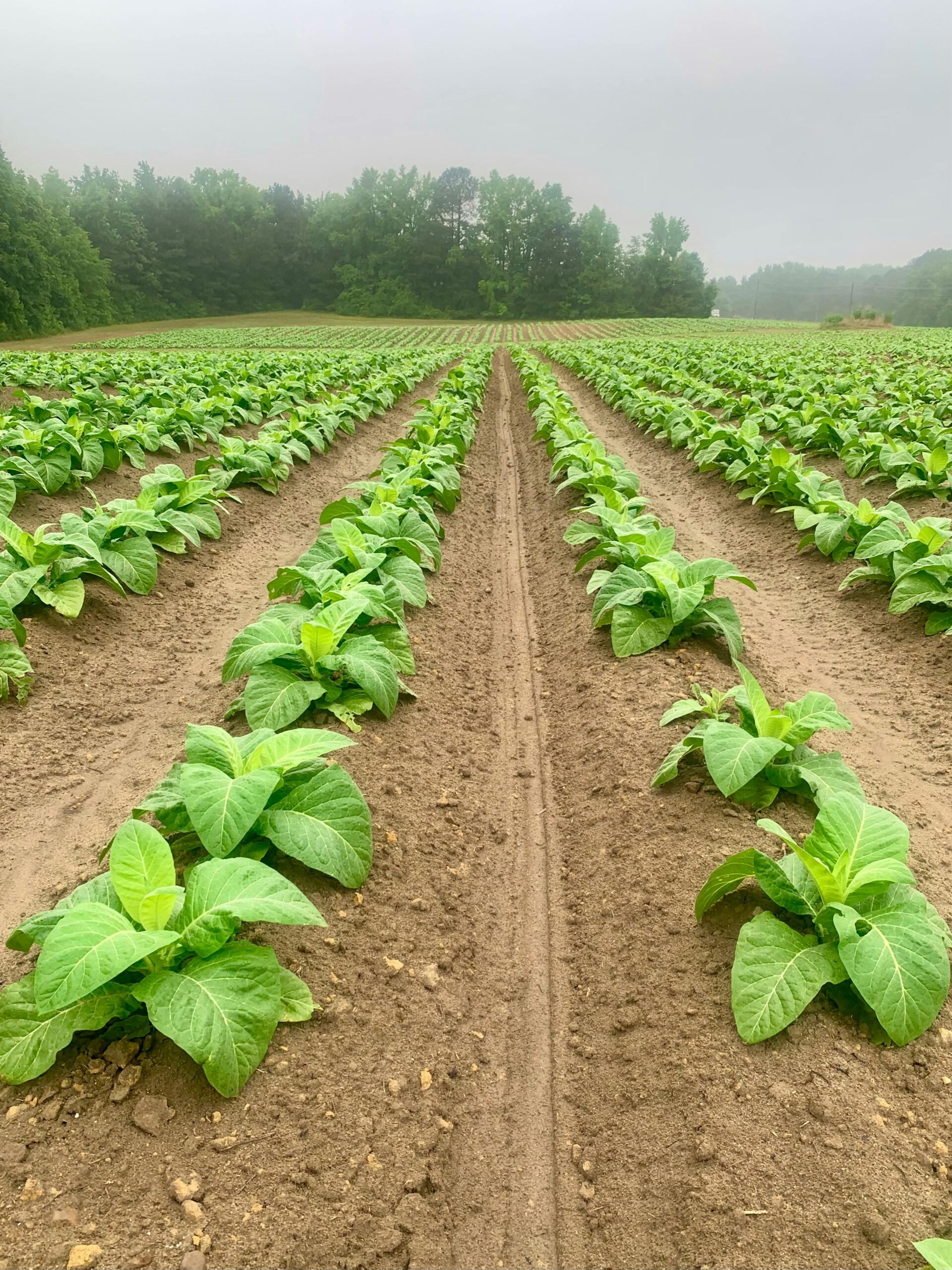 Vibrant green tobacco plants thriving in well-ordered agricultural fields under a cloudy sky.