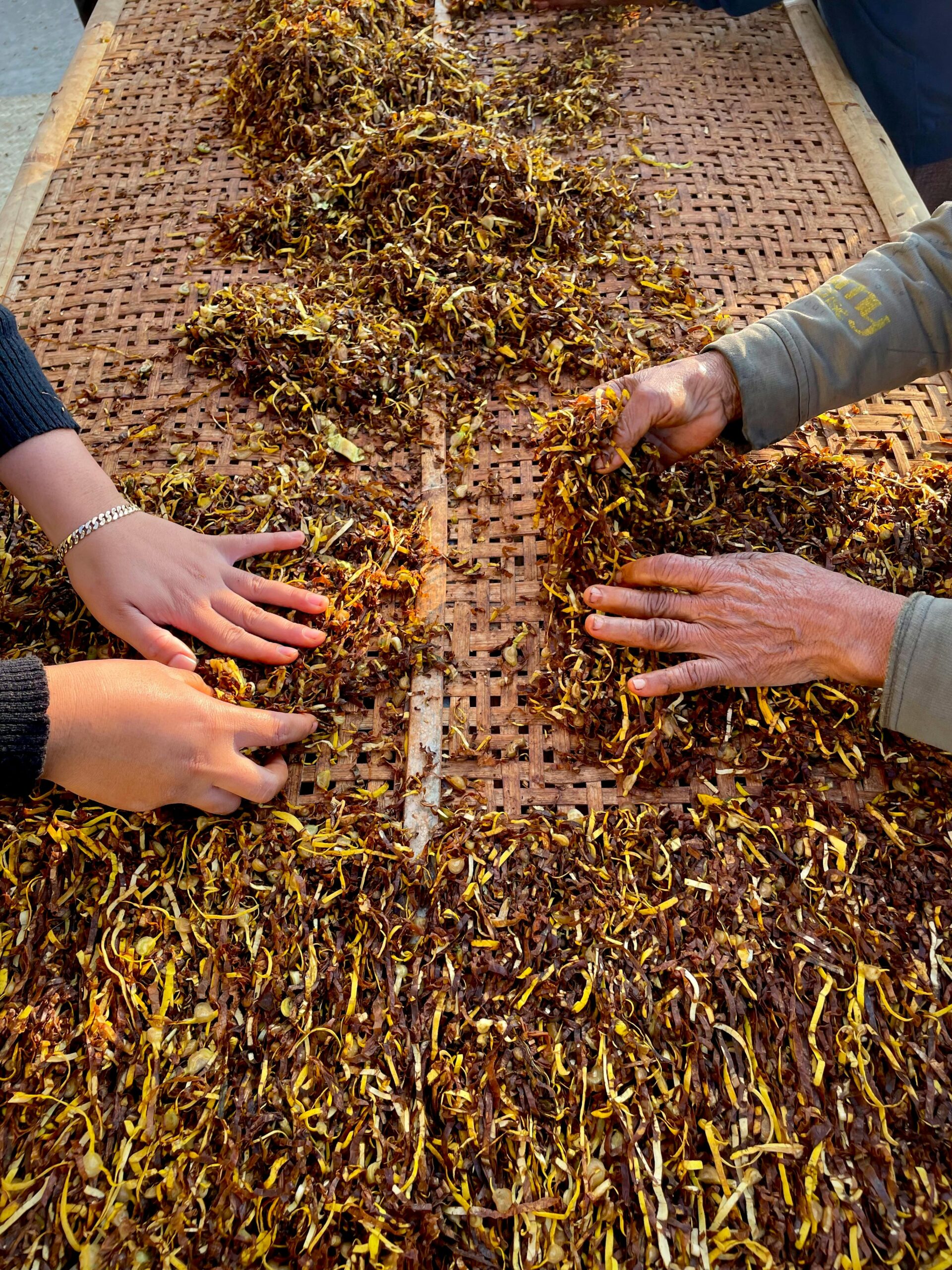Hands sorting tobacco leaves on a traditional mat in Central Java, Indonesia.