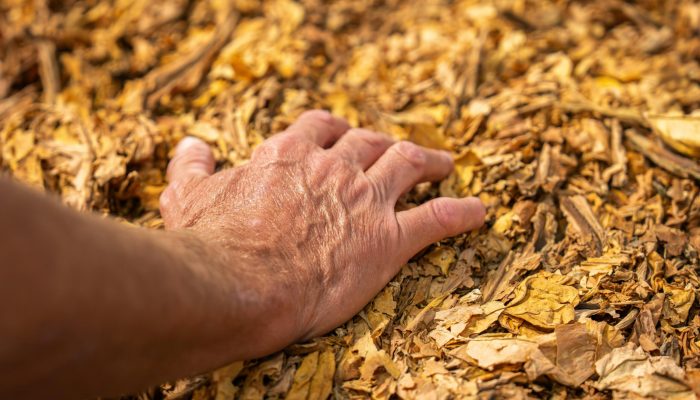 Close-up of a hand resting on dry tobacco leaves, showcasing texture and organic farming.